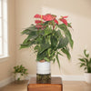 Anthurlum Andraeanum Planter