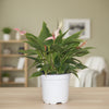 Anthurlum Andraeanum  Live Plant