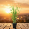 Lemon Grass Plant Sapling