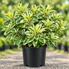Starlight Ficus Live Plant Sapling