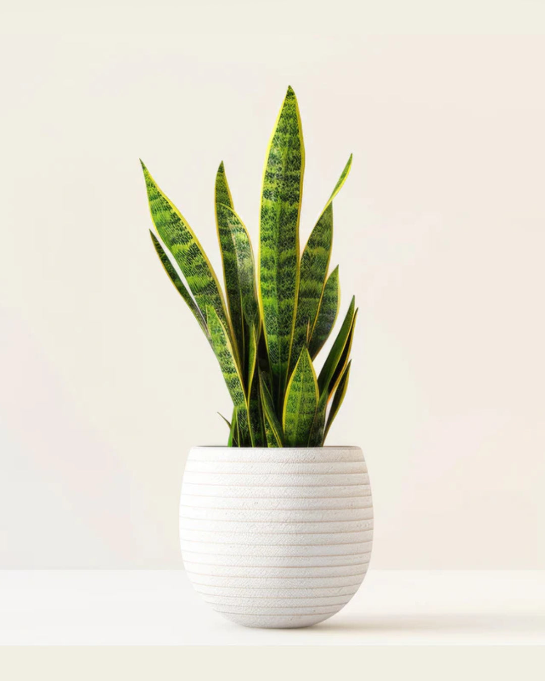 Snake Plant