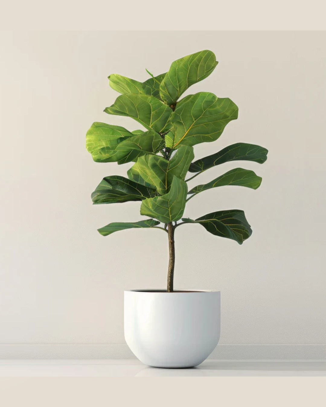 Fiddle Leaf Fig Plant