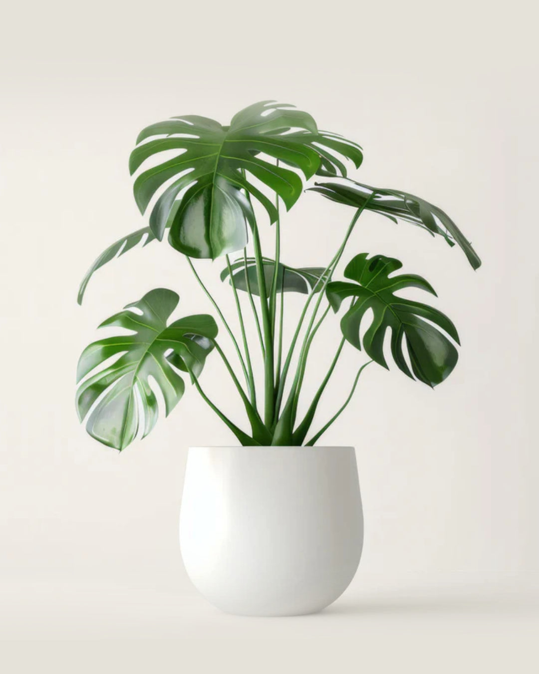 Monstera Plant