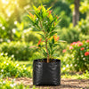 Cristina Ficus Live Plant Sapling