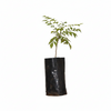 Curry leaves Plant