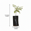 Curry leaves Plant
