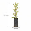 Tamara Croton Plant Sapling