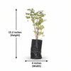 Snow Bush Plant Sapling