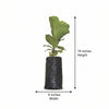Fiddle Fig Plant Sapling