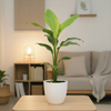 Canna Indica Polybag
