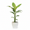 Canna Indica Polybag