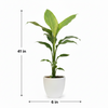 Canna Indica Polybag