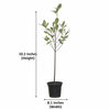 Starlight Ficus Variegated Plant Sapling
