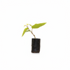 Betel leaf Plant