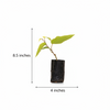 Betel leaf Plant