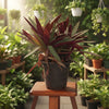 Rhoeo Indoor plant