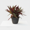 Rhoeo Indoor plant
