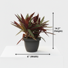 Rhoeo Indoor plant