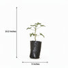 Garanium Plant Sapling