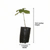 Patchouli Plant Sapling