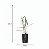 Lemon Grass Plant Sapling