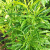 Golden Aralia Live Plant Sapling