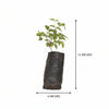 Trumpet Vine Plant Sapling