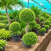 Panda Ficus Live Plant Sapling