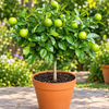 Thai Lemon Live Plant Sapling