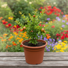 Pomegranate Live Plant Sapling