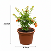 Pomegranate Live Plant Sapling
