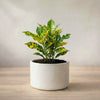 Nimbu Croton Live Plant Sapling