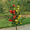 Hot Apple HRMN-99 Live Plant Sapling