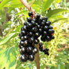 Badol Jamun Live Plant Sapling
