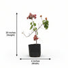 Variegated Bougainvillea – Orange Live Plant Sapling