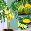 Star Fruit Live Plant Sapling
