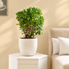 Moklambo Ficus Live Plant Sapling