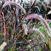 Purple Fountain Grass Live Plant Sapling