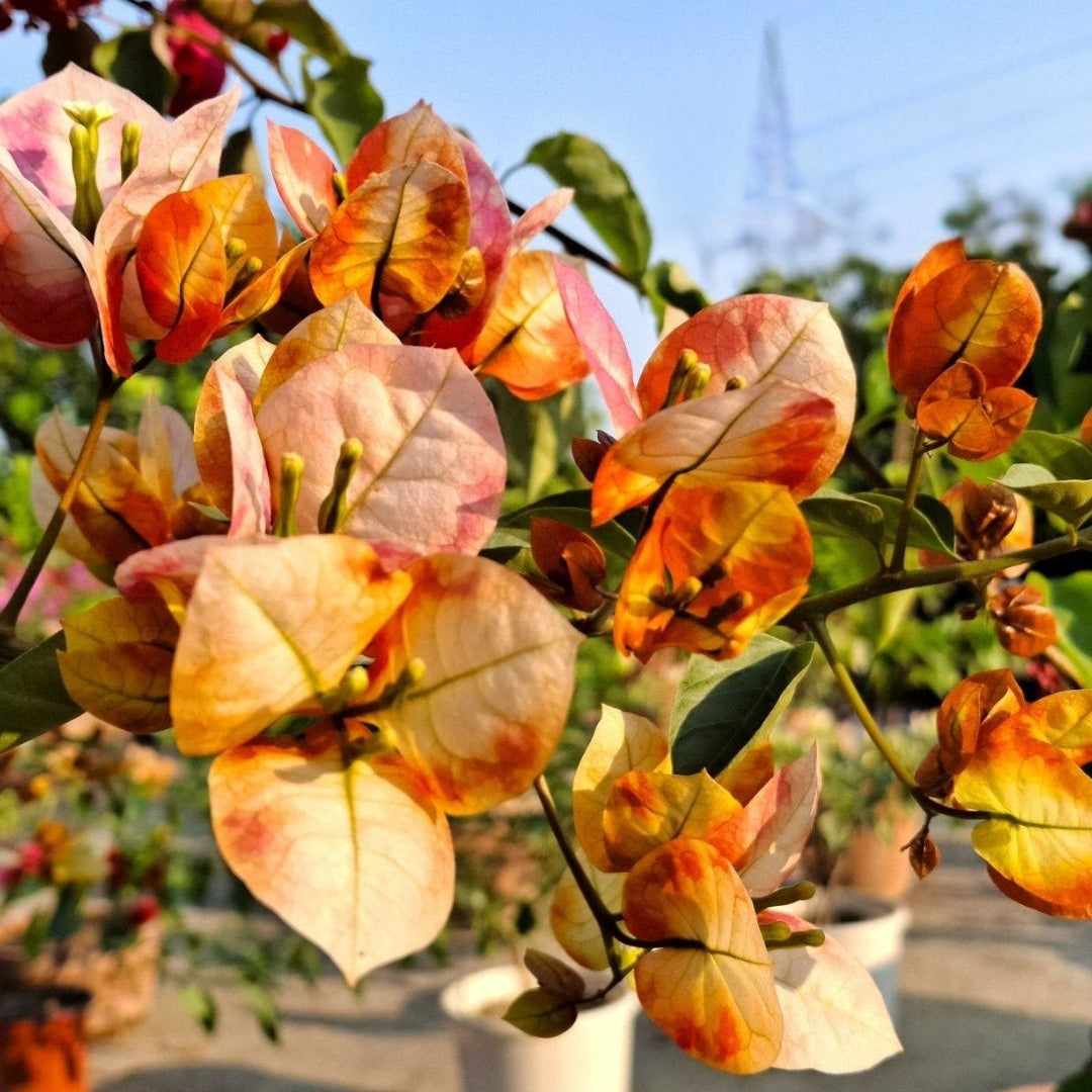 Variegated Bougainvillea – Orange Live Plant Sapling