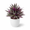 Rhoeo Indoor plant