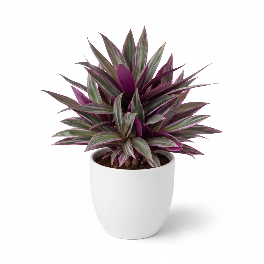 Rhoeo Indoor plant