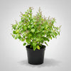Patchouli Plant Sapling