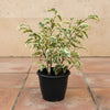 Starlight Ficus Variegated Plant Sapling