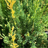 African Variegated Juniper Live Plant Sapling
