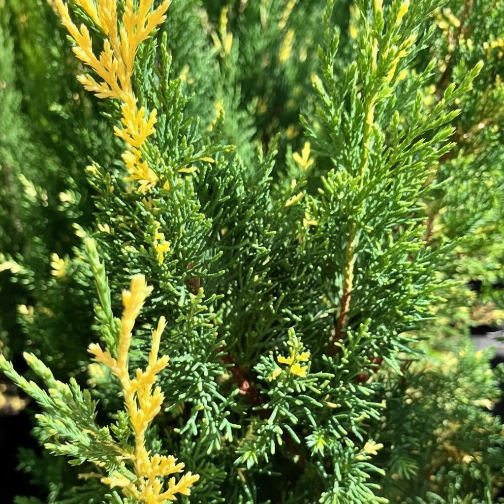 African Variegated Juniper Live Plant Sapling