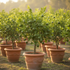 Macadamia Live Plant Sapling