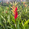Variegated Heliconia Live Plant Sapling