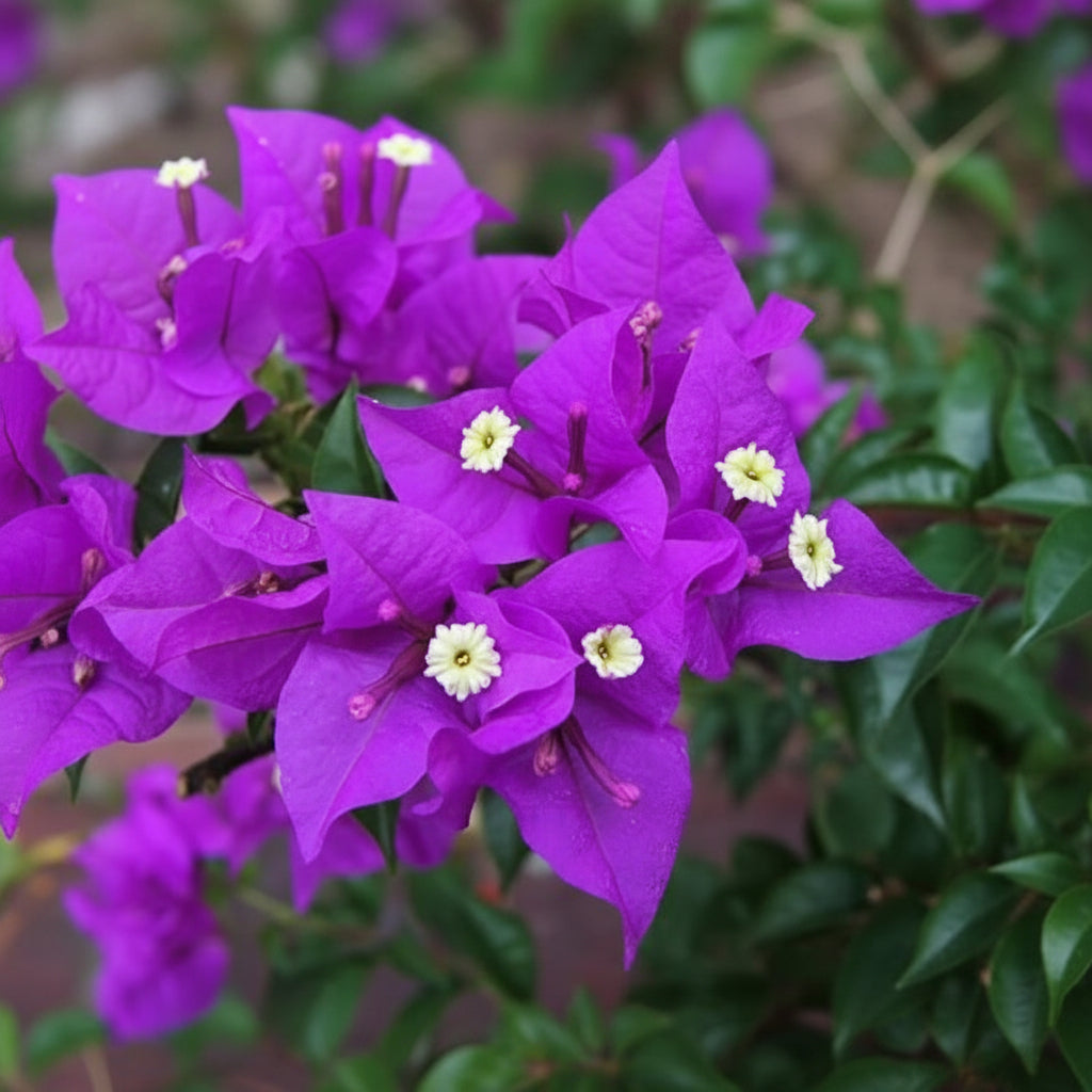 Variegated Bougainvillea – Purple Live Plant Sapling