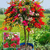 Variegated Bougainvillea – Mixed Colour Live Plant Sapling