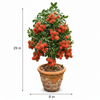 Rambutan Live Plant Sapling